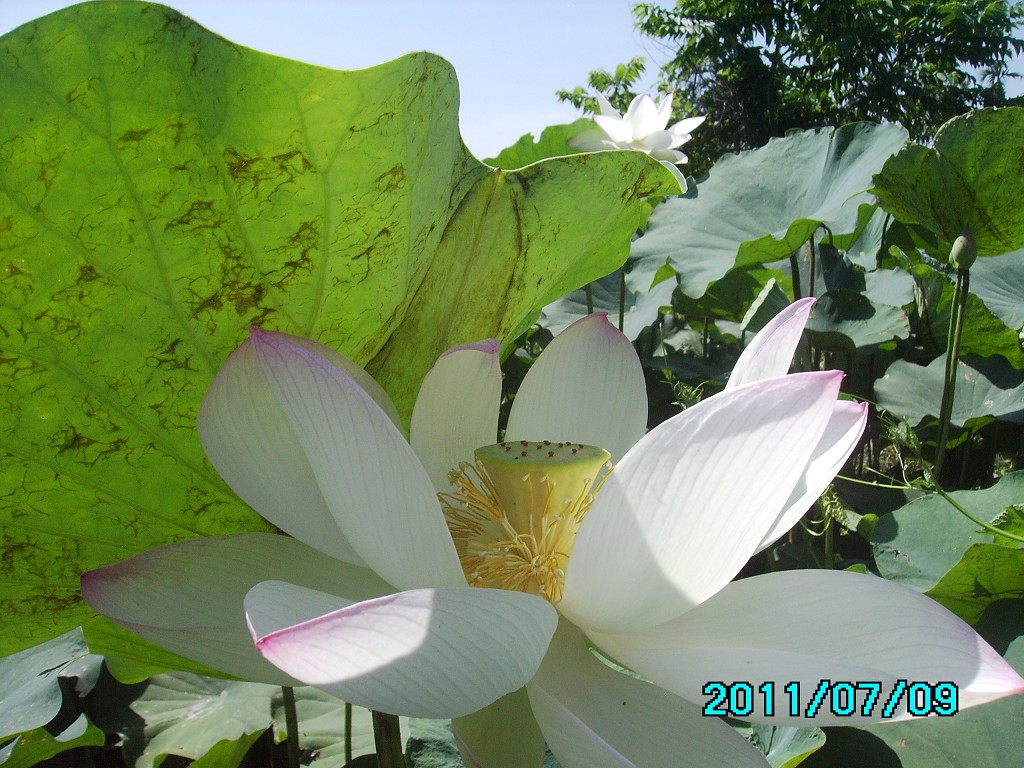 http://i.dcview.tw/gallery/201107/b44d90b966a8988239c0f650faef6f2c.jpg