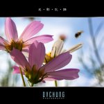 ::: The Bee 第一次拍蜜蜂 :::