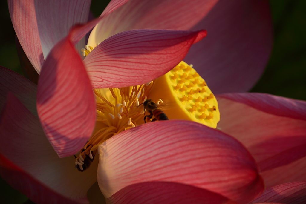 http://i.dcview.tw/gallery/201107/b7be859818c8740ab8e0bd3d92e7cc26.jpg