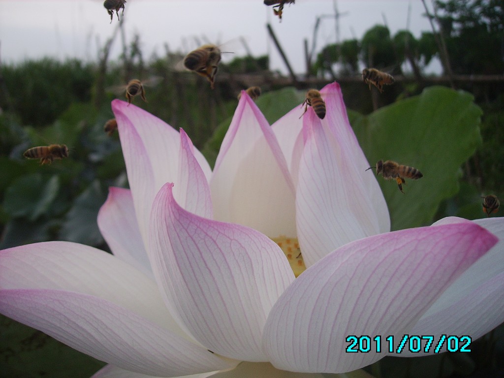 http://i.dcview.tw/gallery/201107/b9c00ae9a1d9c6f79c05ac2bd3bef097.jpg