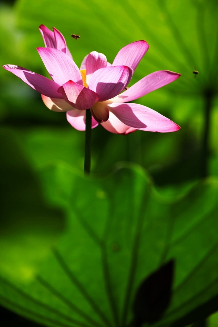 http://i.dcview.tw/gallery/201107/b9e498826bfe332a8de1c382bd570dbd.jpg