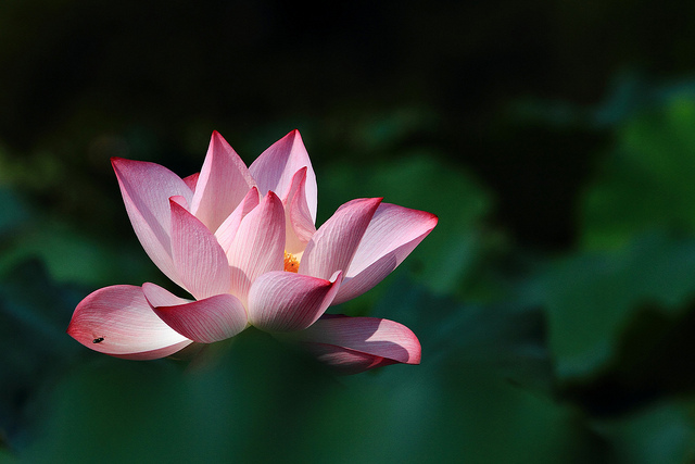 http://i.dcview.tw/gallery/201107/ba2ca6286216f9c12a8949c2c11eda95.jpg