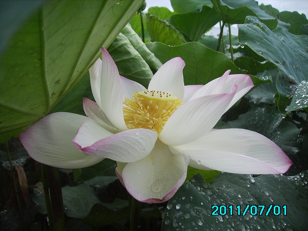http://i.dcview.tw/gallery/201107/bb7d5b21666994789424db7636d4db54.jpg