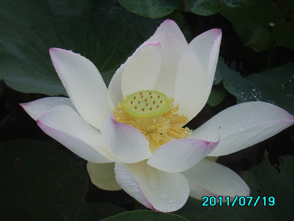 http://i.dcview.tw/gallery/201107/bc86dc161254a62b87f72c42ac589635.jpg