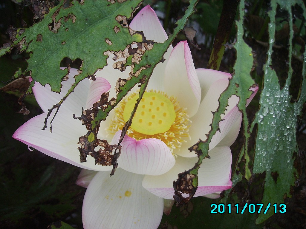 http://i.dcview.tw/gallery/201107/bd099ac198af8b7d1437d4ad6c9a9f66.jpg