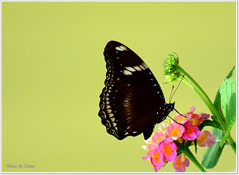 http://i.dcview.tw/gallery/201107/bf65c0898b681176fa9d337787985ce1.jpg