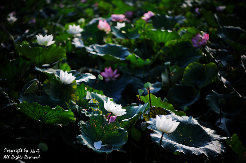 http://i.dcview.tw/gallery/201107/c3a6e6b14fe9d8adf83c4798e291b198.jpg