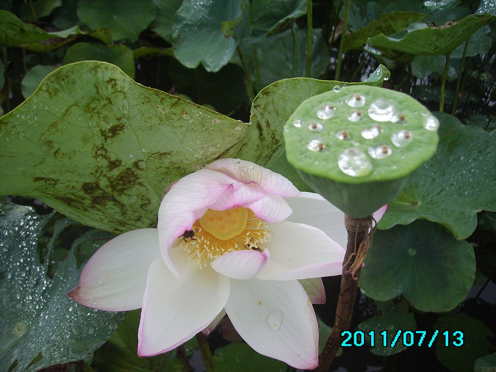 http://i.dcview.tw/gallery/201107/cb40b61d1ff9b8d4d6bf323028ea5378.jpg