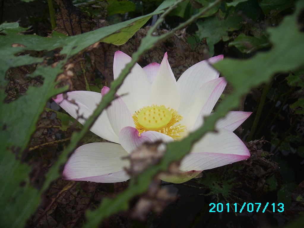 http://i.dcview.tw/gallery/201107/d254f35a3c85e80ee7902347a74aceeb.jpg