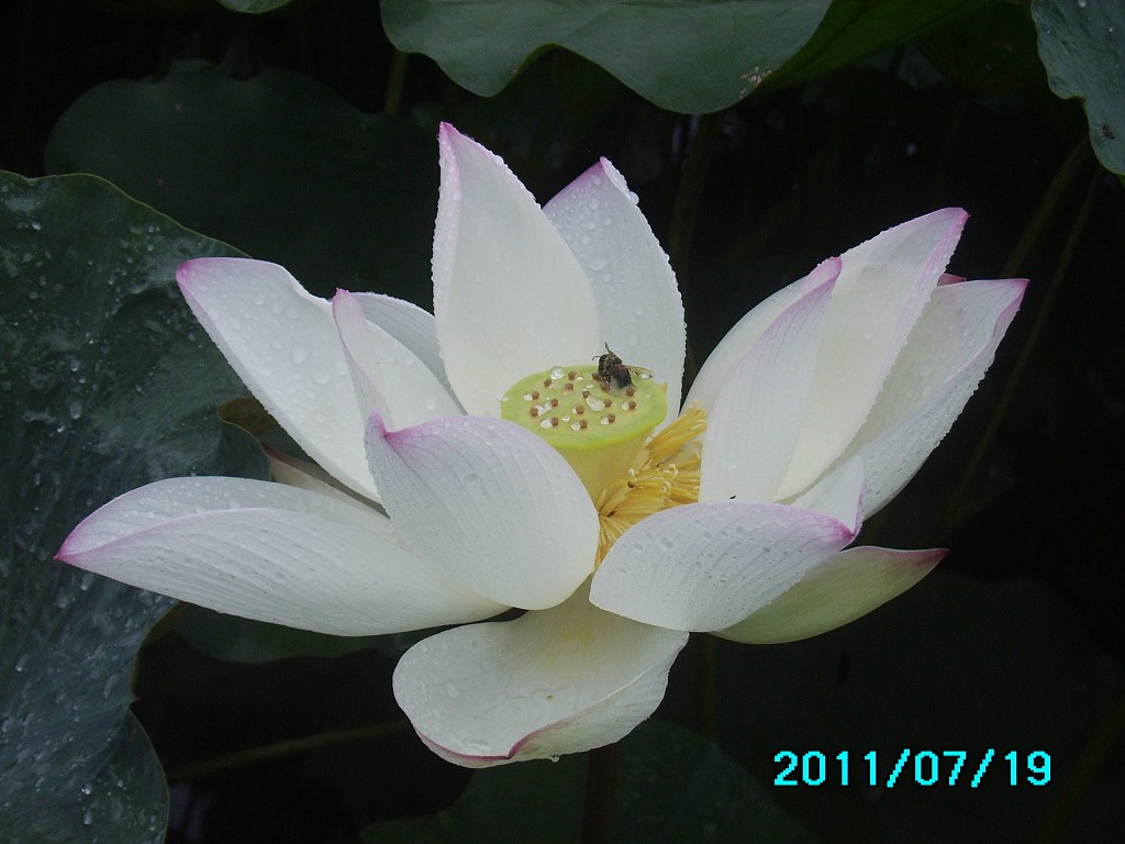 http://i.dcview.tw/gallery/201107/d410c52aab339a94a92cbda90ce7db76.jpg