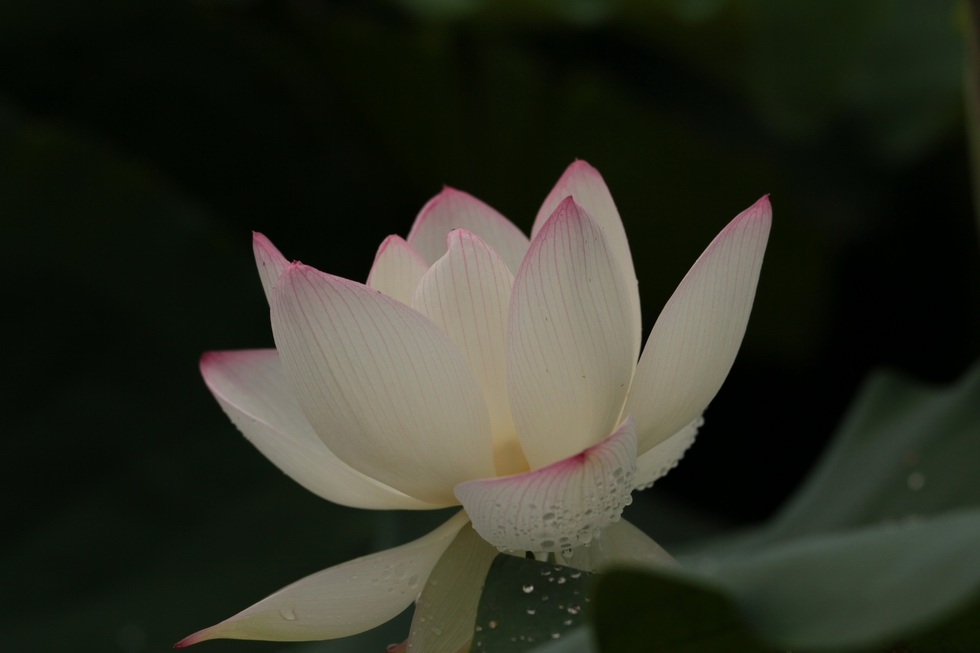 http://i.dcview.tw/gallery/201107/d5756dd87a5ad2ddb2af39961ddd7fc4.jpg