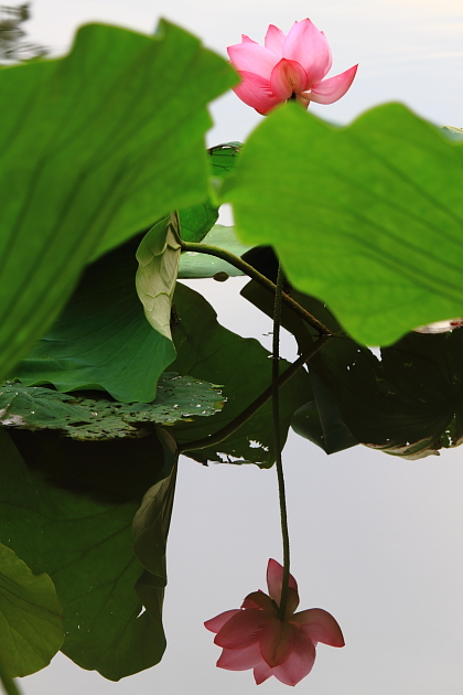 http://i.dcview.tw/gallery/201107/d757f3693e930f50ecc8970ffed16146.jpg