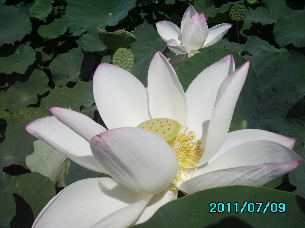 http://i.dcview.tw/gallery/201107/d96b8e4b2be0e318302d8c35ae1b90b7.jpg