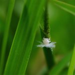 身著棉絮芭蕾舞裙的小蟲