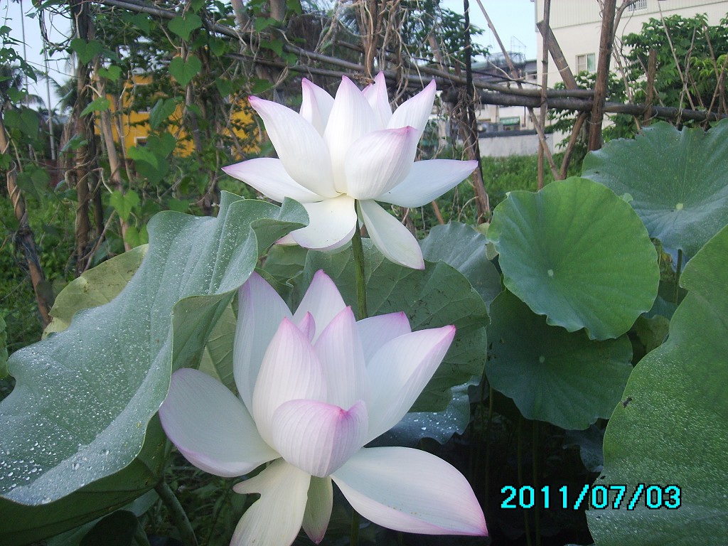 http://i.dcview.tw/gallery/201107/dc98054efded05ff79fd1e32c26df50d.jpg
