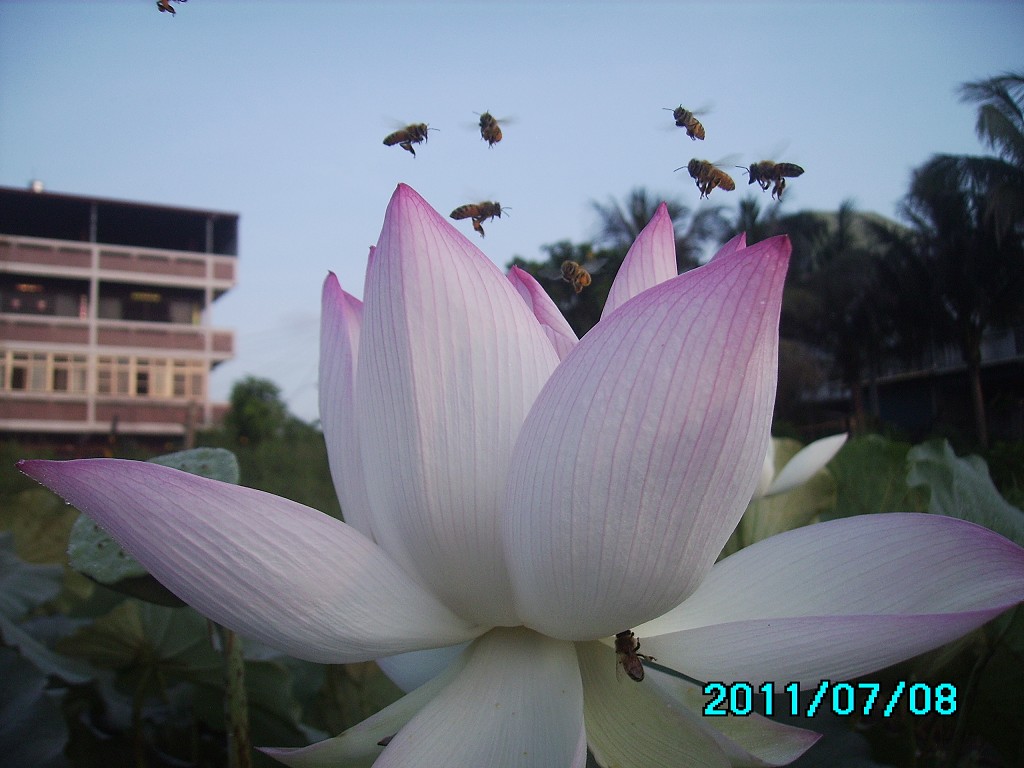 http://i.dcview.tw/gallery/201107/de57bd47c3d400c037ed5dacb55001af.jpg
