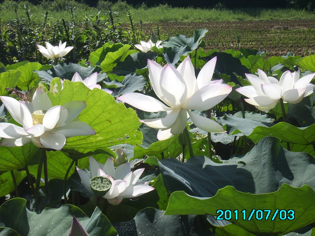 http://i.dcview.tw/gallery/201107/e163b87a6b0d6aa46c7f5c85139f8479.jpg