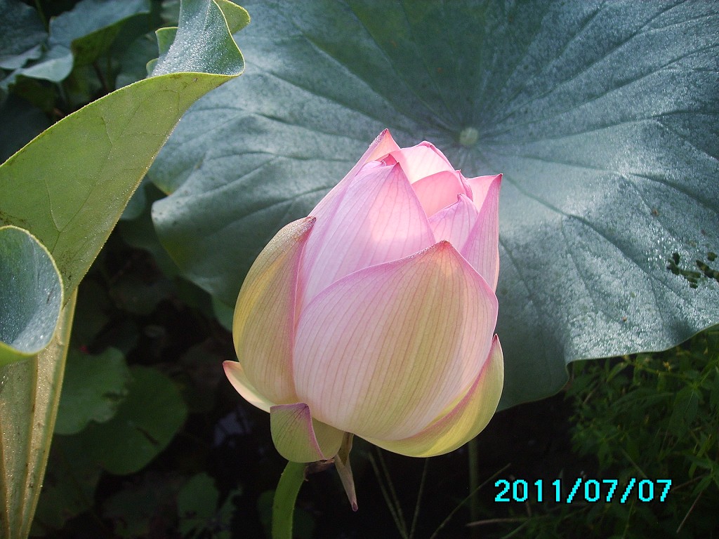 http://i.dcview.tw/gallery/201107/e57bd45bb6fae101e605b722757b6c2b.jpg