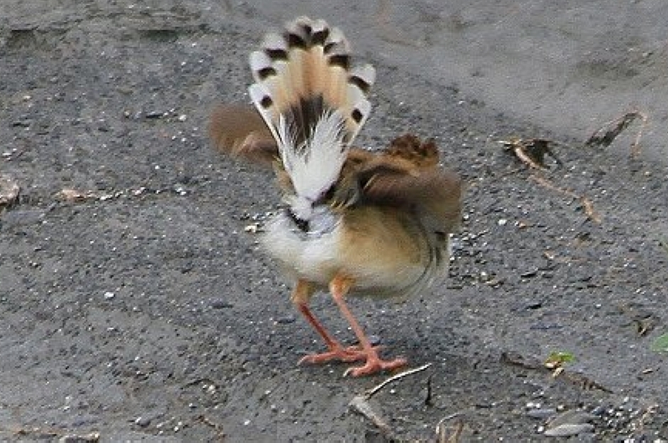 http://i.dcview.tw/gallery/201107/e5f869dc0910df59c7f86dd829e9c41d.jpg