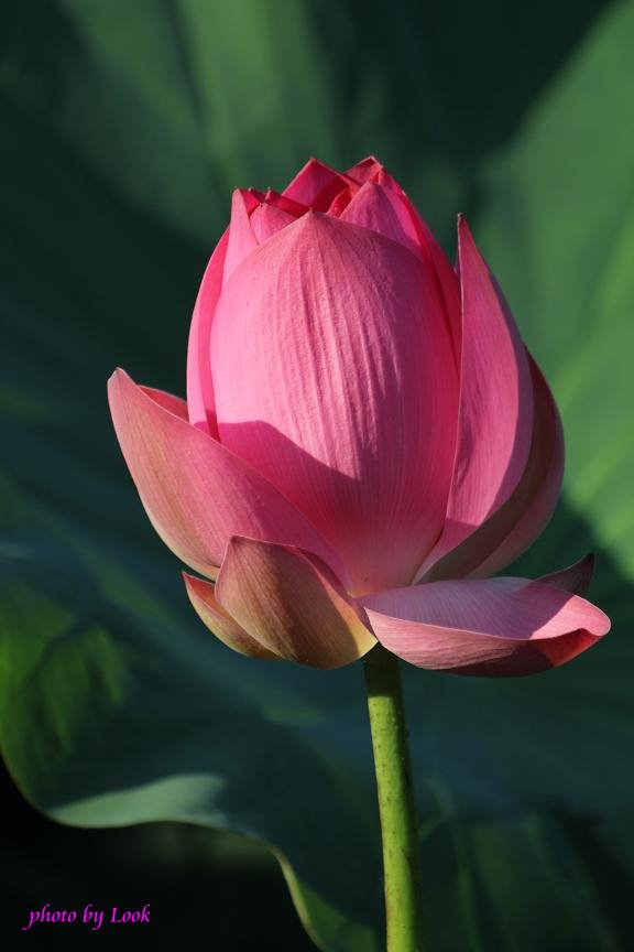 http://i.dcview.tw/gallery/201107/eb8d5125917f01cda6545fe64950bbfa.jpg