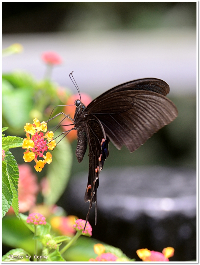 http://i.dcview.tw/gallery/201107/ed9a6f043b36bd71a1f4d71118e1c84b.jpg