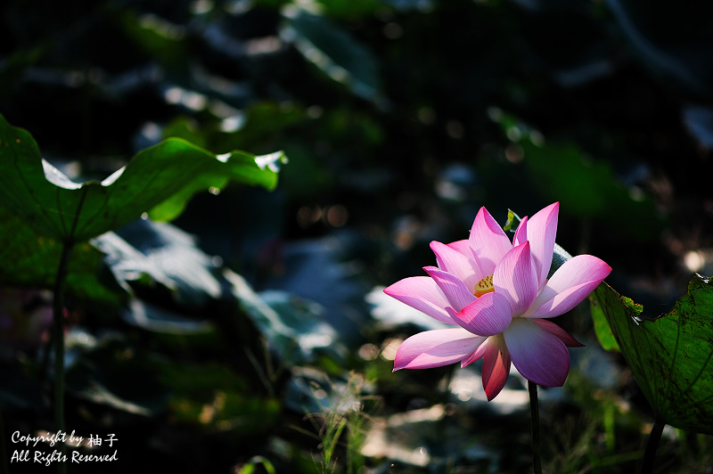 http://i.dcview.tw/gallery/201107/f0fa9e09364f1254e93e1172569f491d.jpg