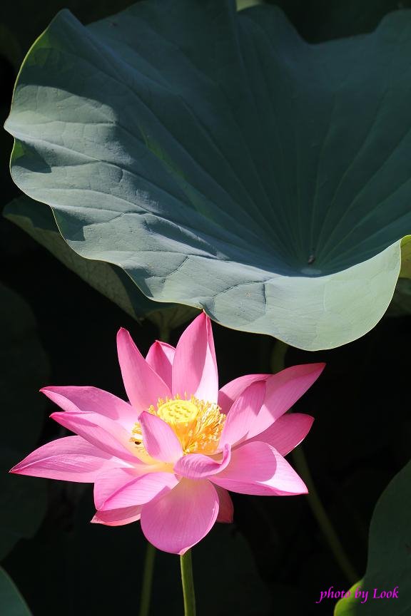 http://i.dcview.tw/gallery/201107/f3a09d6c1ffb0b735cece182f4f2b1f9.jpg