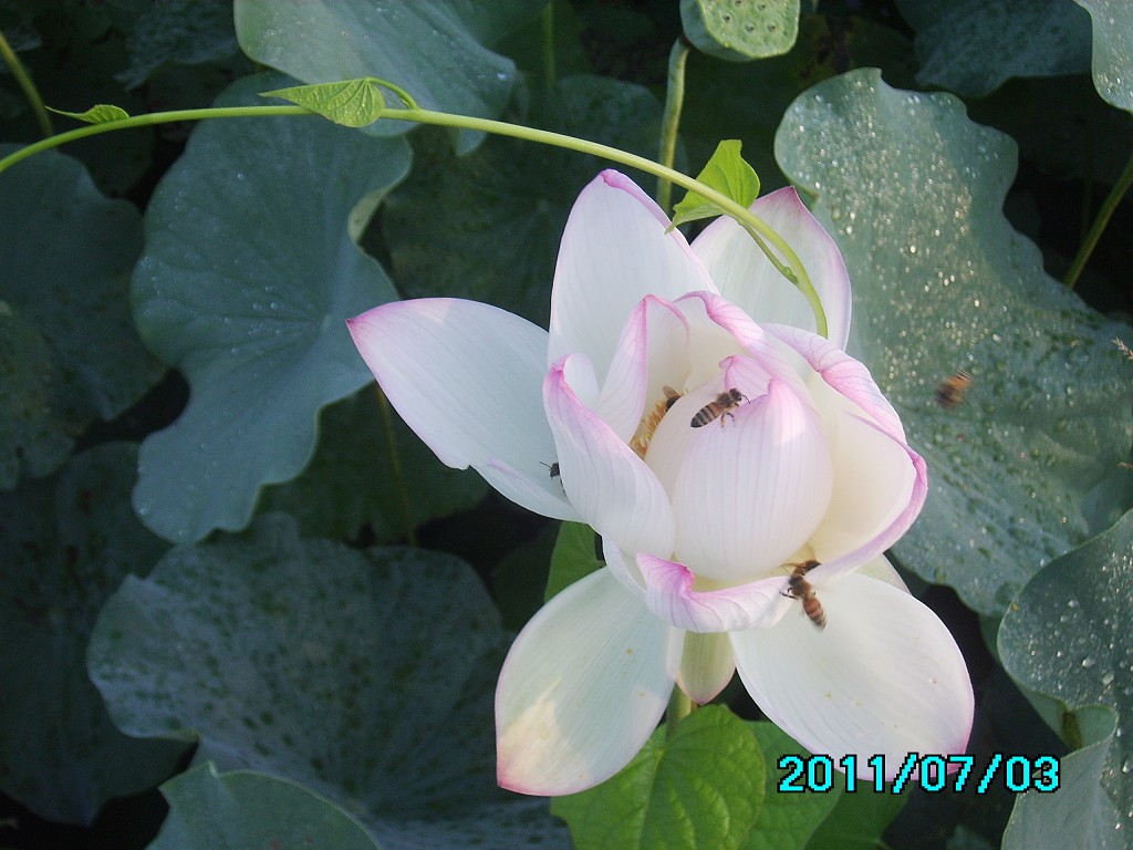 http://i.dcview.tw/gallery/201107/f47dae0587d758e405bf53c04ca79066.jpg