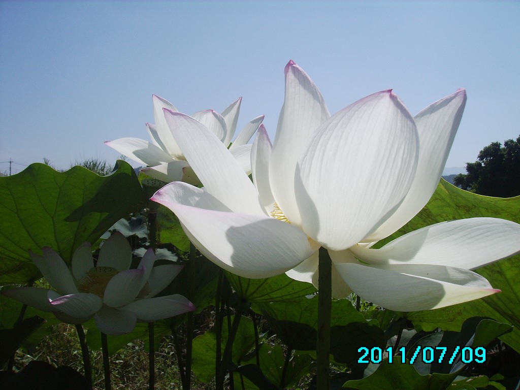 http://i.dcview.tw/gallery/201107/f57cd196ee5c7a80af13a7d0d970d948.jpg