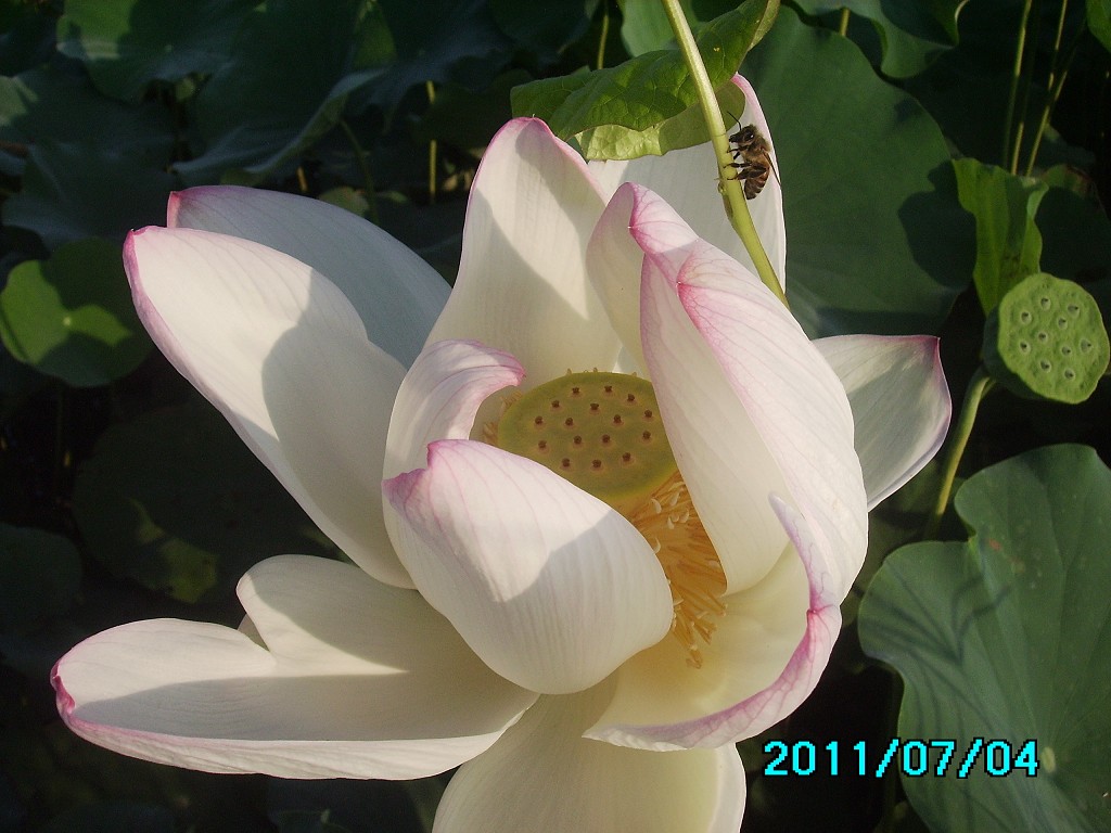 http://i.dcview.tw/gallery/201107/f5b2bf4a06817882b09a973a8efc28d8.jpg