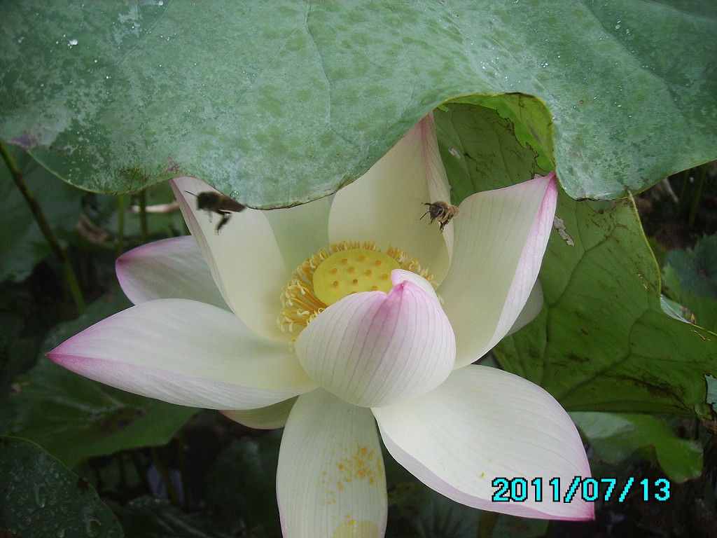 http://i.dcview.tw/gallery/201107/fcadb884fdbc7c9bd6d0749ff8a5abd0.jpg