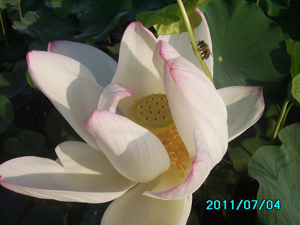http://i.dcview.tw/gallery/201107/ff82364da94cd13248dd275d47a3cb2a.jpg