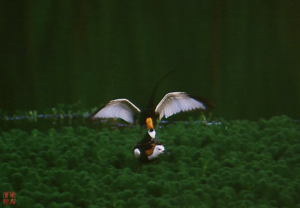 http://i.dcview.tw/gallery/201108/0875b12d6abae249d80c4c16cd37f184.jpg