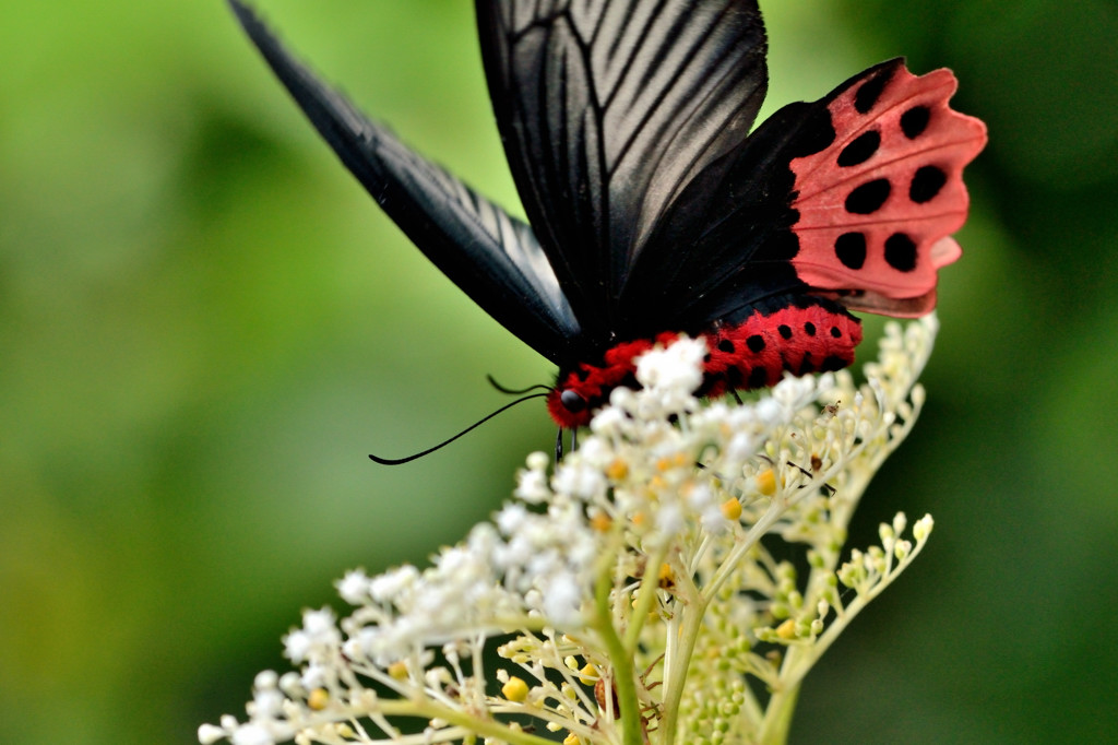 http://i.dcview.tw/gallery/201108/0895fdbd8855d3ab67117e16562d896b.jpg