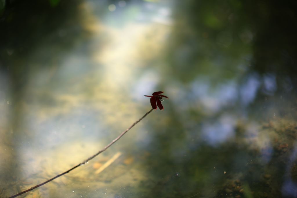 http://i.dcview.tw/gallery/201108/407922c4586d5c4f346b53085658db02.jpg