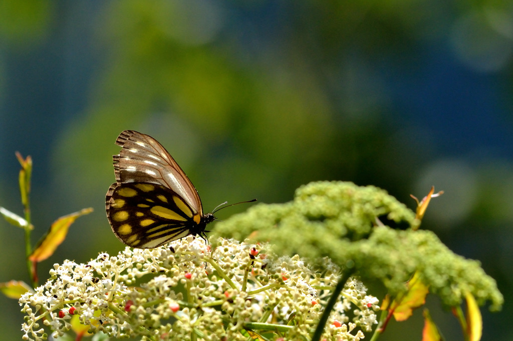 http://i.dcview.tw/gallery/201108/4dbcd81b0e79b4a8d1b315b86a2e878a.jpg