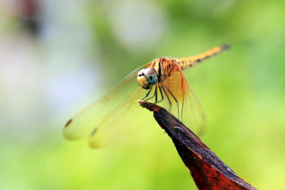 http://i.dcview.tw/gallery/201108/5feab3b8d823c29a6114c64bf4ad6a17.jpg