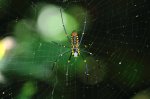 蜘蛛&蜻蜓