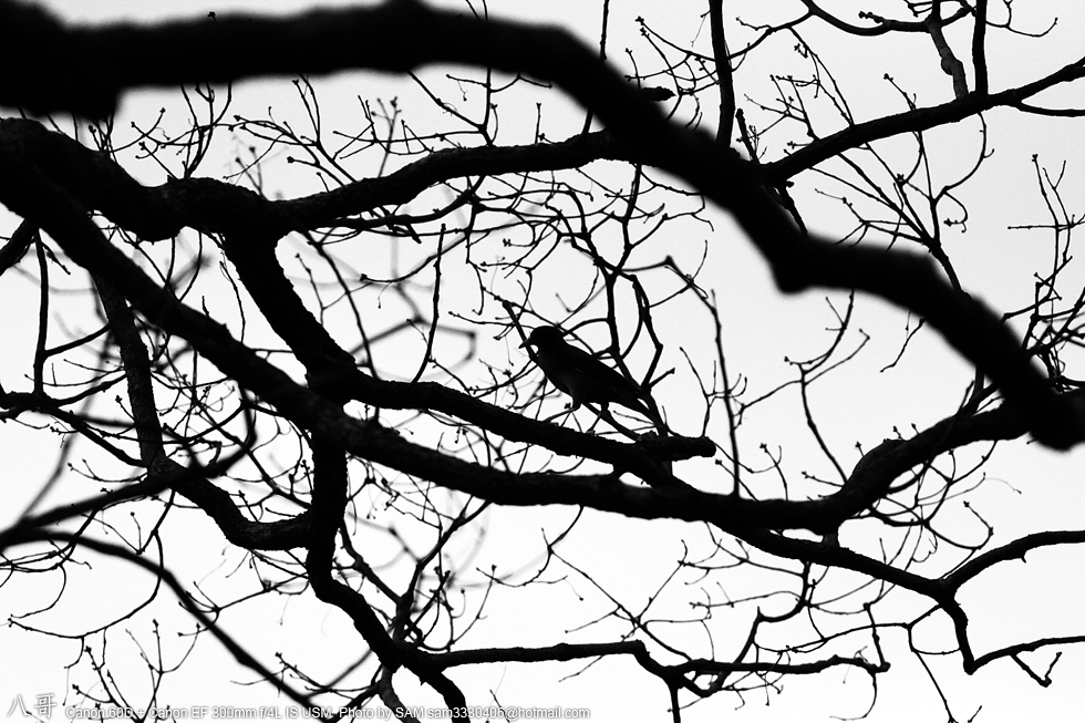 http://i.dcview.tw/gallery/201108/8ed202d1696340556c0dc82f7a3a36b6.jpg