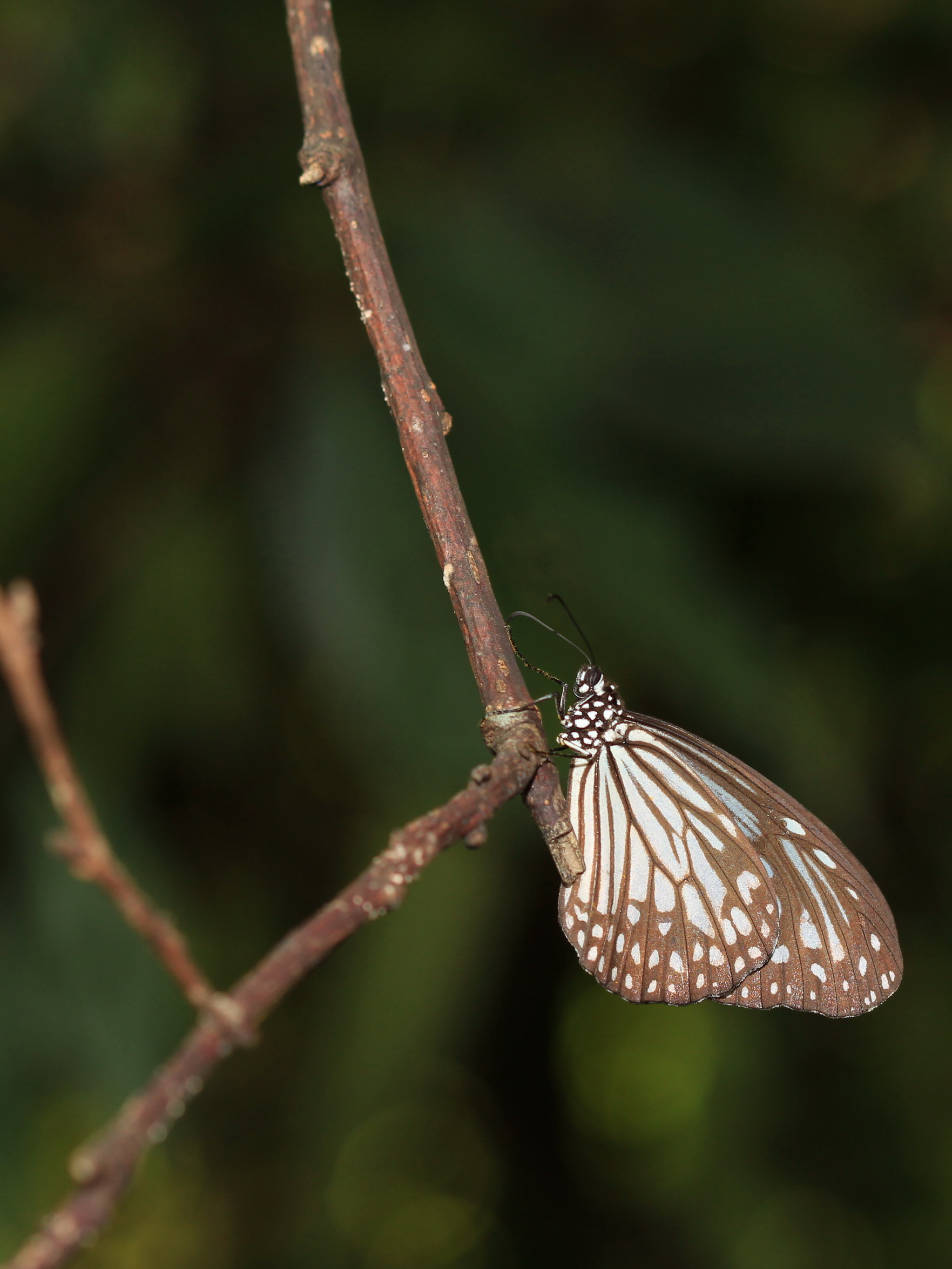 http://i.dcview.tw/gallery/201108/a6b4de0a2c54bc5a00b079020dac2cd9.jpg