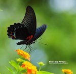 微距~習拍生態..拍蝶趣