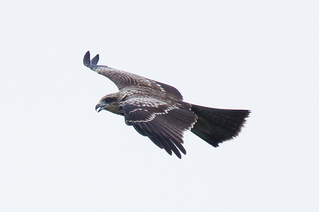 http://i.dcview.tw/gallery/201108/ab9f388c09a59b0934cf218c759c7e8d.jpg