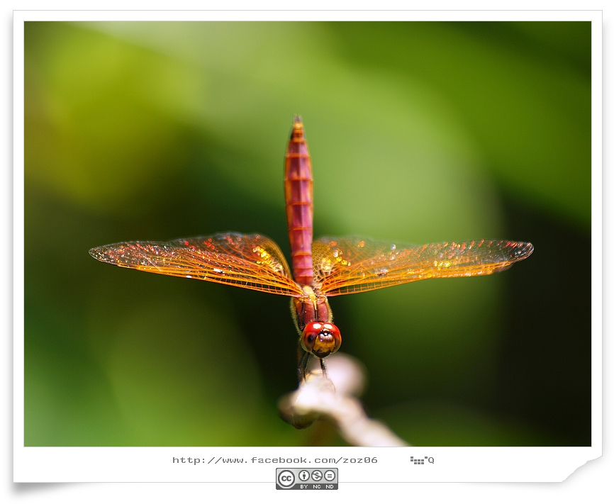 http://i.dcview.tw/gallery/201108/acfb25d6f8c9edee8cca9a05602a8192.jpg