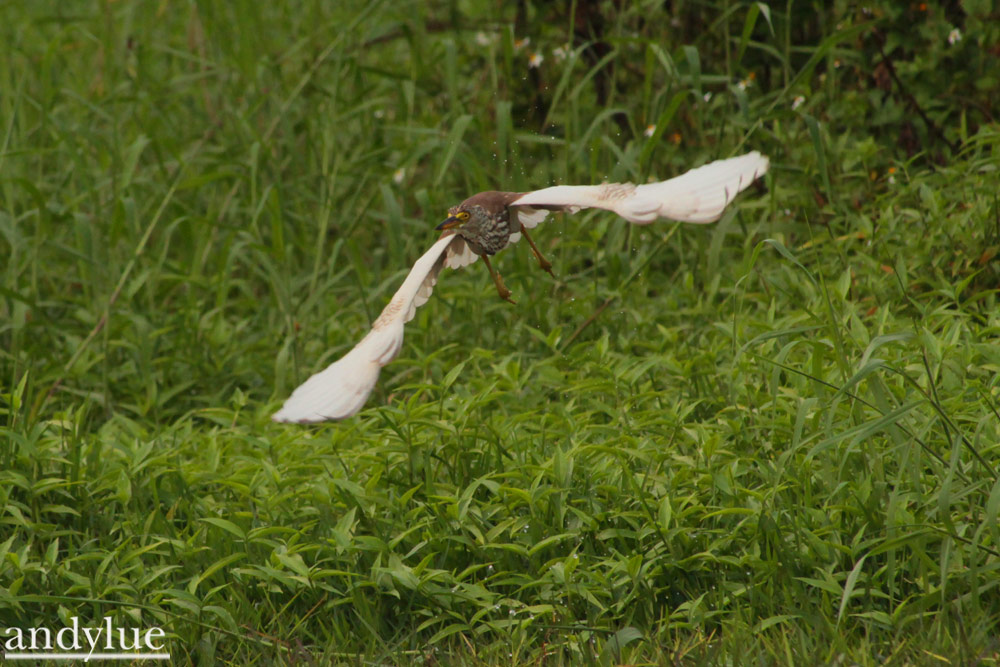 http://i.dcview.tw/gallery/201108/aec9082993a9ce69820434bcac136434.jpg