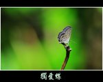 [獨愛蝶]