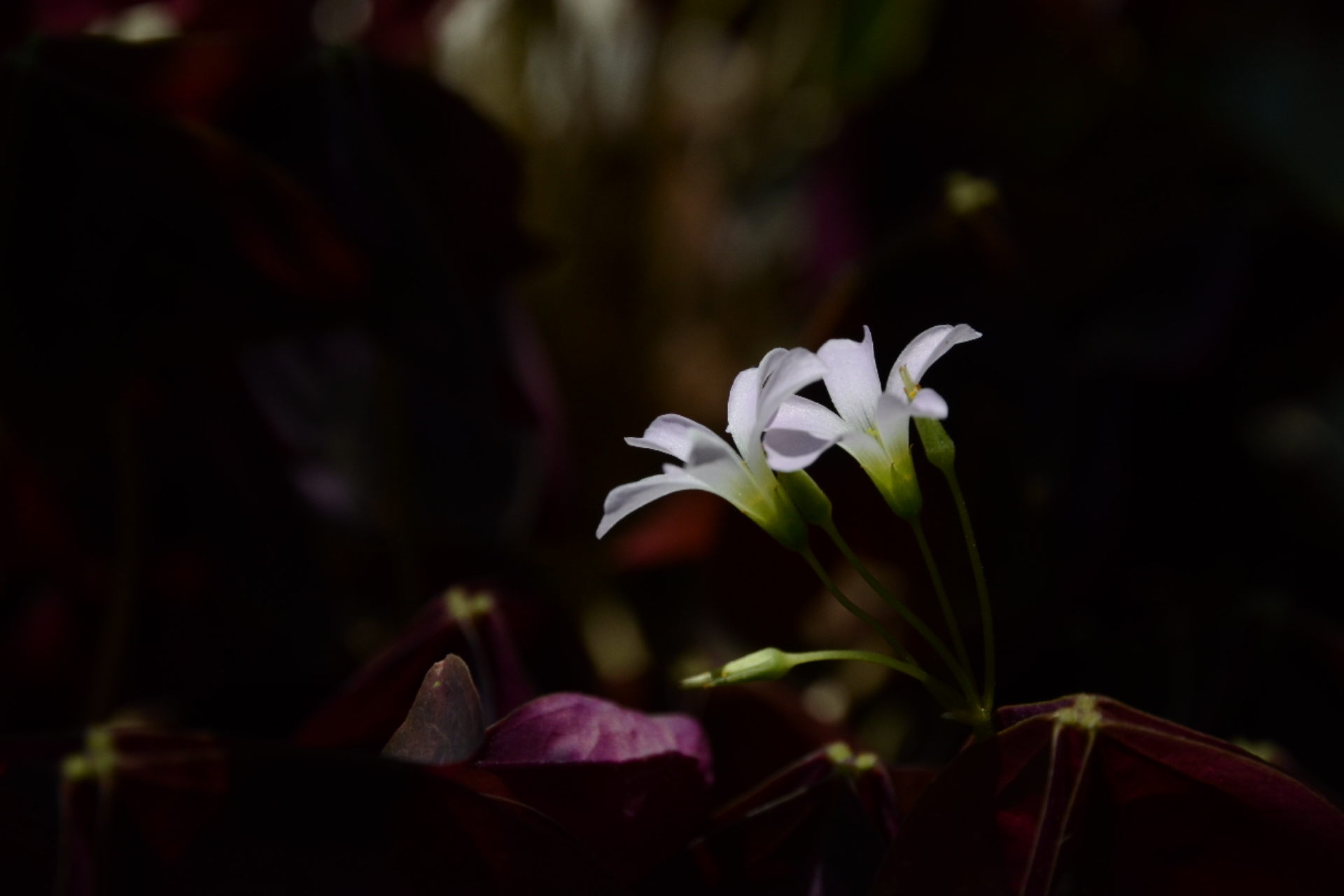 http://i.dcview.tw/gallery/201108/c37e941b3f13f6a55c5aacce6f347e96.jpg