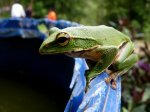 翡翠樹蛙~~