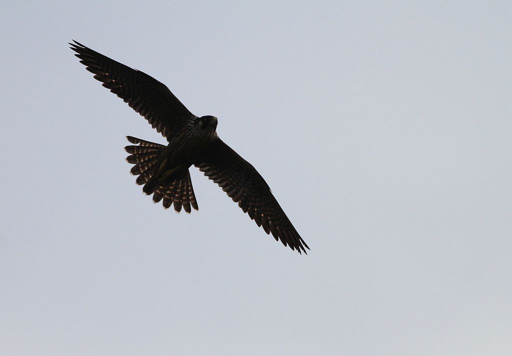 http://i.dcview.tw/gallery/201108/d9be2728bc3d85fbed556715f3045c19.jpg
