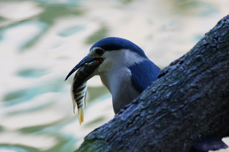 http://i.dcview.tw/gallery/201108/dc5494d32ed933b0740a59d7a3dfa040.jpg