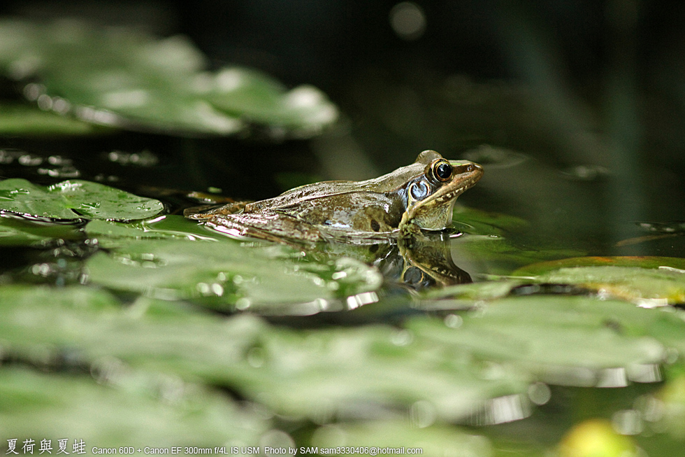 http://i.dcview.tw/gallery/201108/e8850e1f6956635e6701a0377cc82b47.jpg